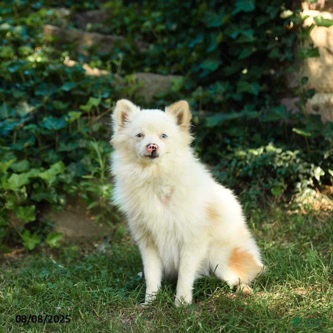 Pomeranian dogs for sale: Pomeranian 3 puppies - Image 6