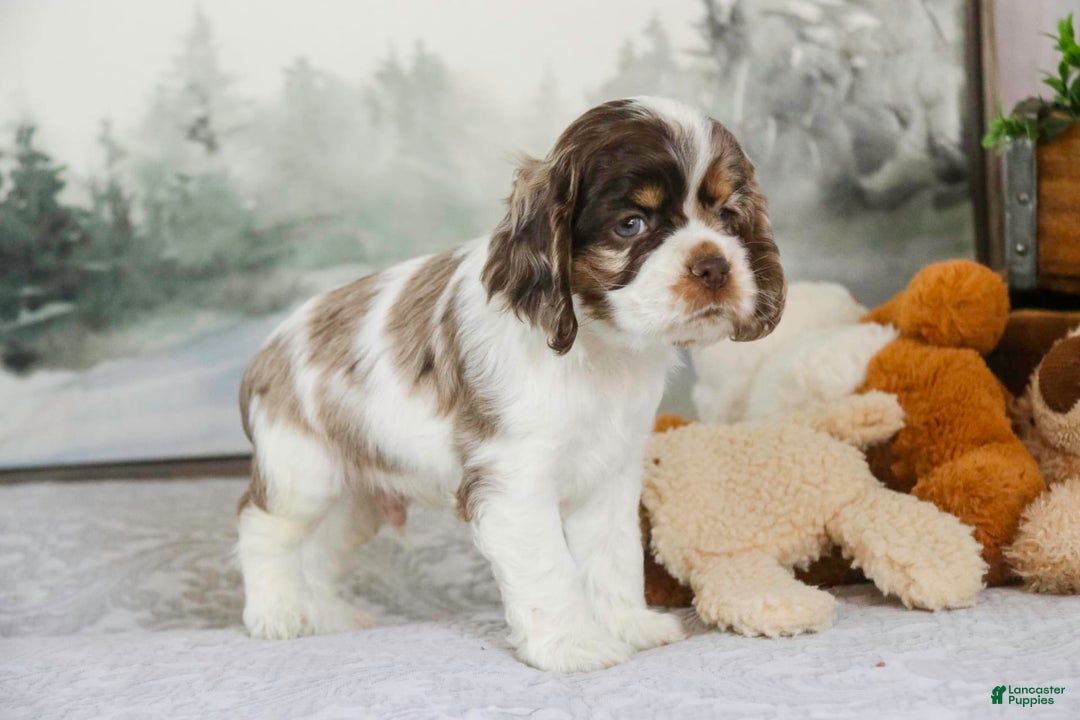 Cocker Spaniel dogs for sale: Beckham - Image 11