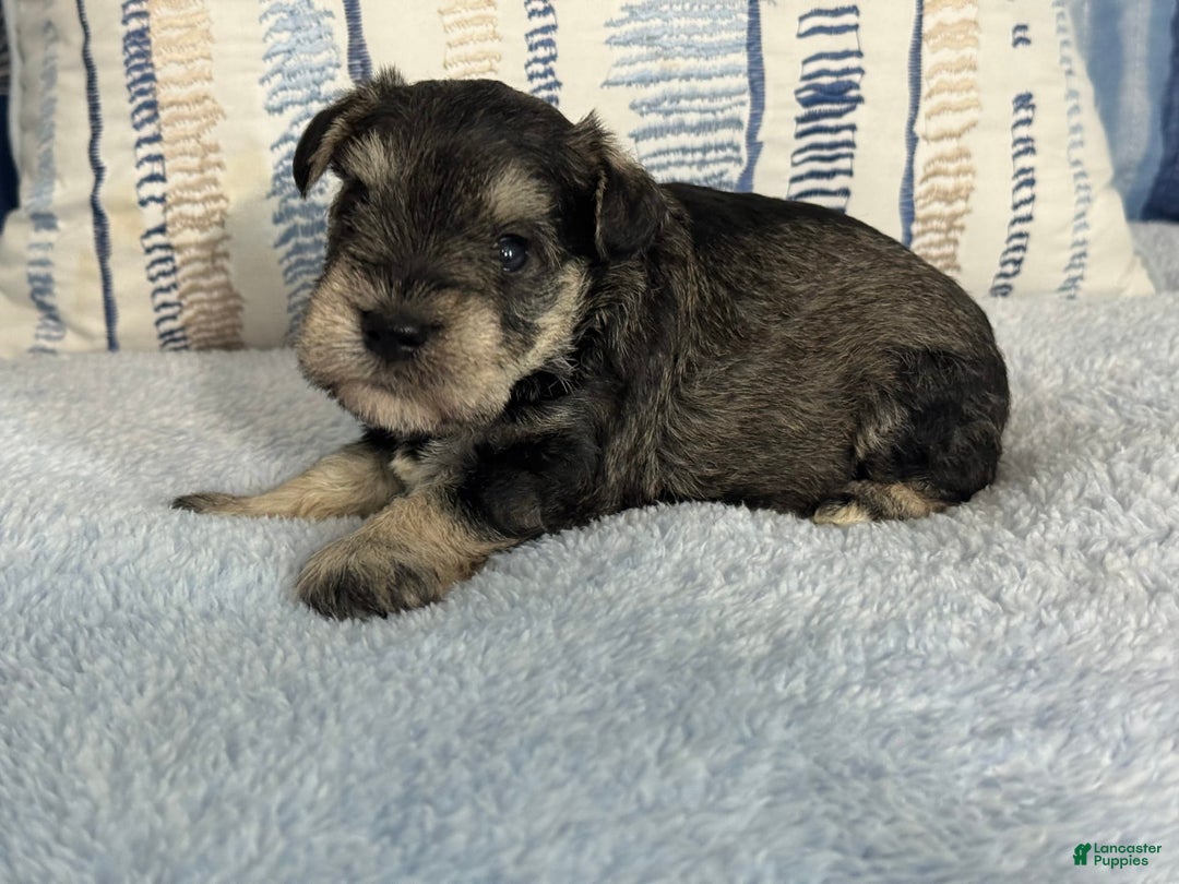 Miniature Schnauzer dogs for sale: Gypsy Male 2 - Image 4