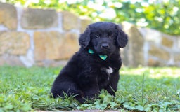 Newfoundland dogs for sale: Leo - Image 5