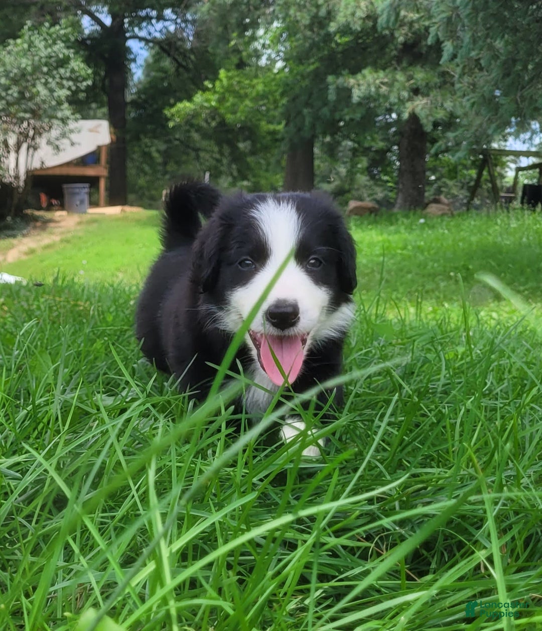 Border Collie dogs for sale: Bingo - Image 1