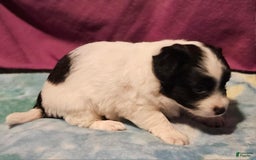Chihuahua dogs for sale: Nix - Image 17