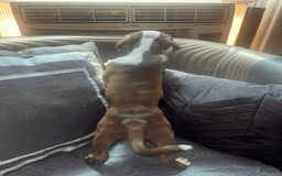 American Bully dogs for sale: Sweetums - Image 2