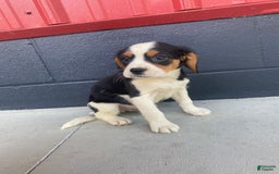 Beaglier dogs for sale: Andy - Image 3