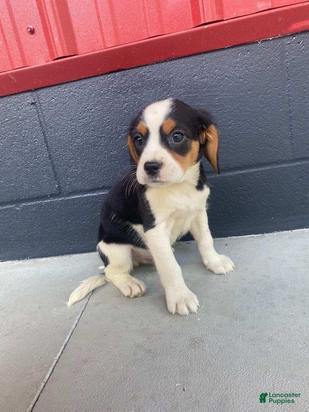 Beaglier dogs for sale: Andy - Image 3