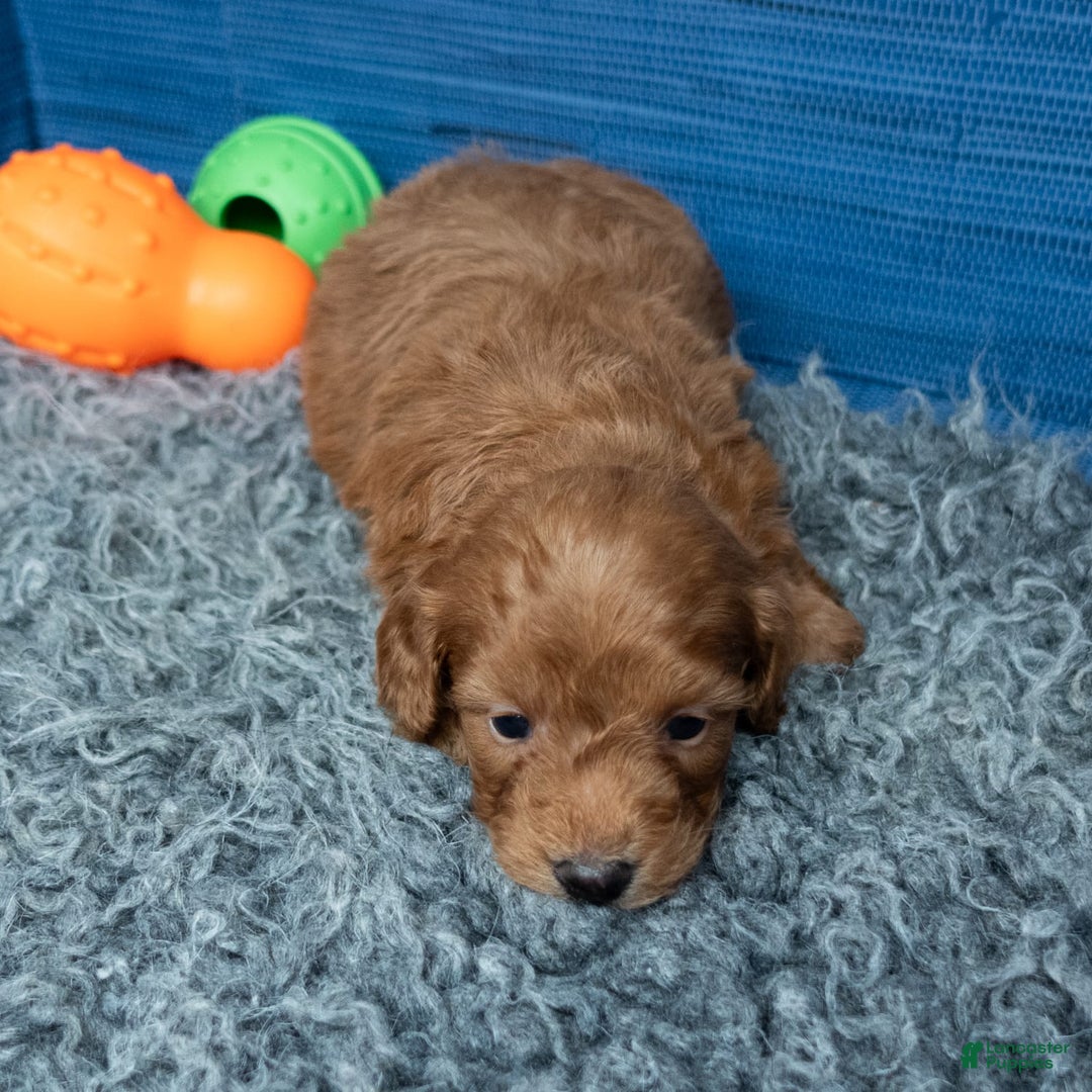Cavapoo dogs for sale: Dakota - Image 6