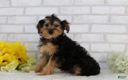 Yorkiepoo dogs for sale: Brittany - Image 3