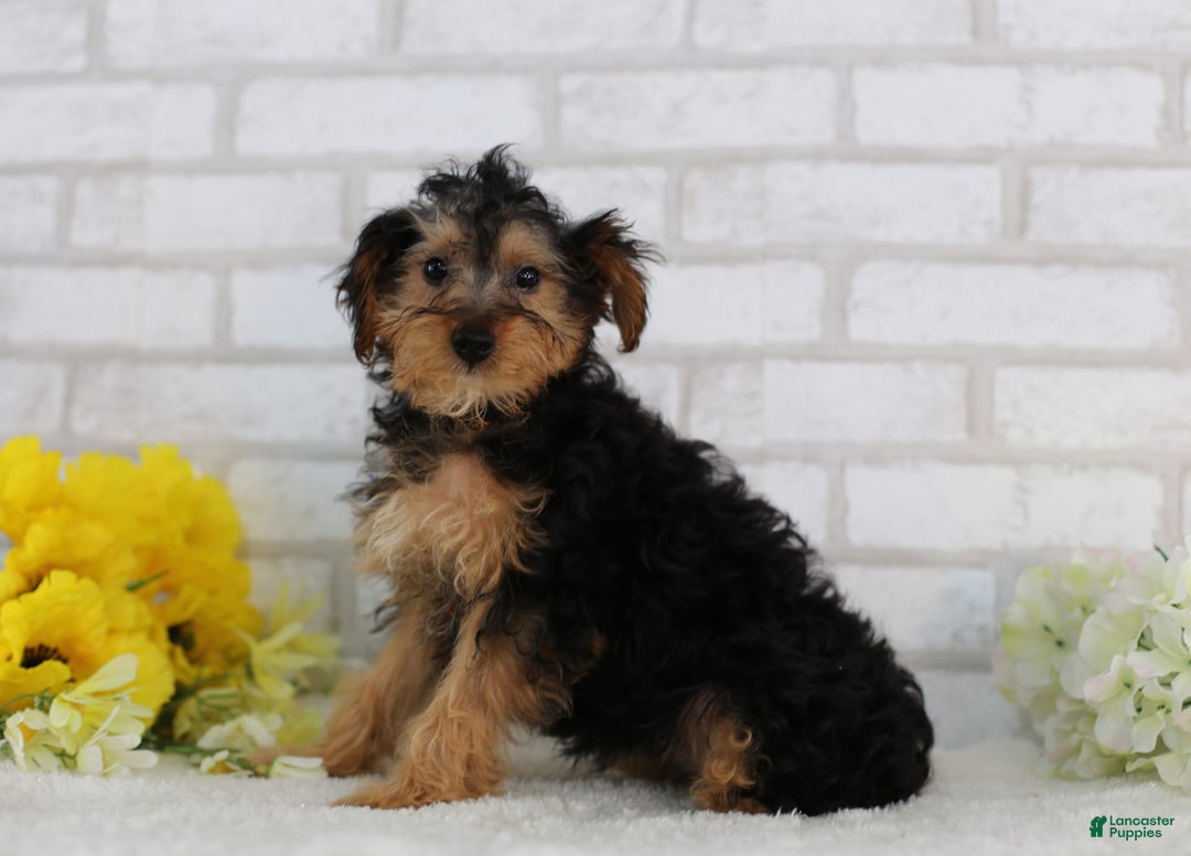 Yorkiepoo dogs for sale: Brittany - Image 3