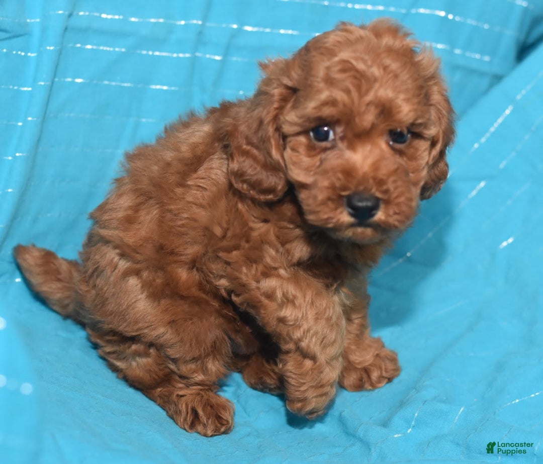 Miniature Poodle dogs for sale: Trotter - Image 14