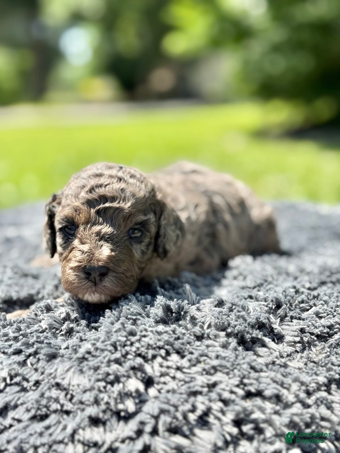 Miniature Poodle dogs for sale: Raya - Image 10