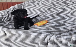 Labrador Retriever dogs for sale: Chuck - Image 8