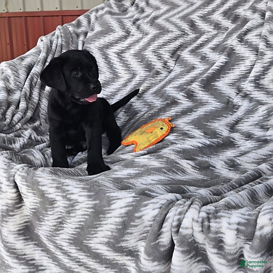Labrador Retriever dogs for sale: Chuck - Image 8