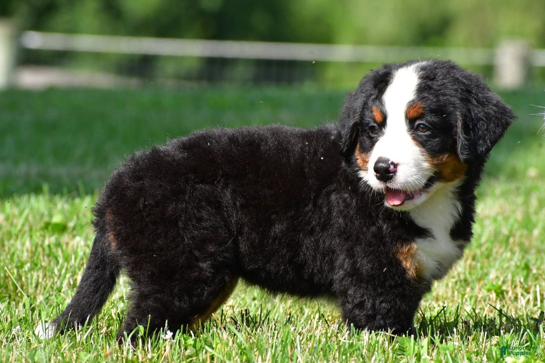 Bernese Mountain Dog dogs for sale: Bella - Image 6