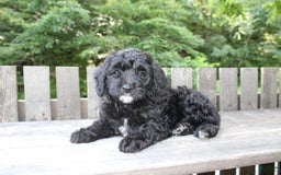 Mini Goldendoodle dogs for sale: Keith - Image 10
