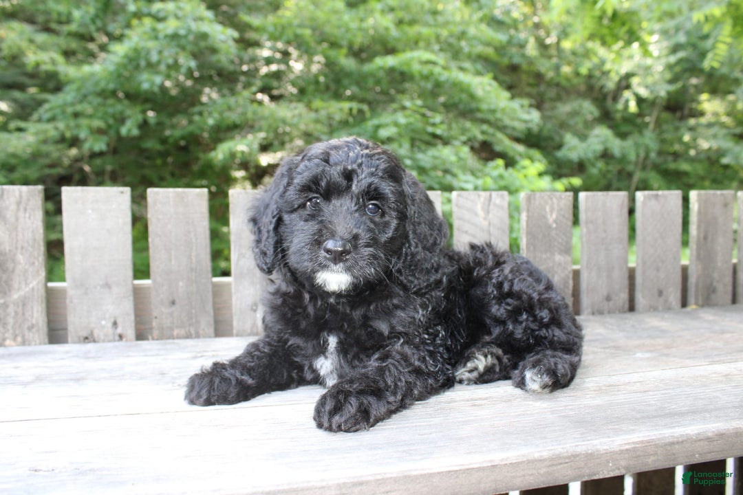 Mini Goldendoodle dogs for sale: Keith - Image 10