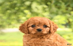 Cavapoo dogs for sale: Bandit - Image 1