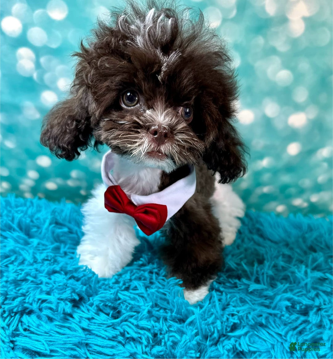 Shihpoo dogs for sale: Lil Alfie - Image 9