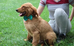 Golden Retriever dogs for sale: Gunther - Image 13