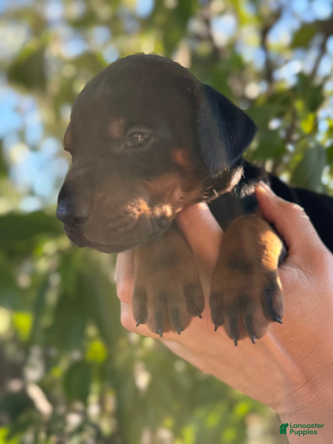 Doberman Pinscher dogs for sale: Black Collar - Image 2