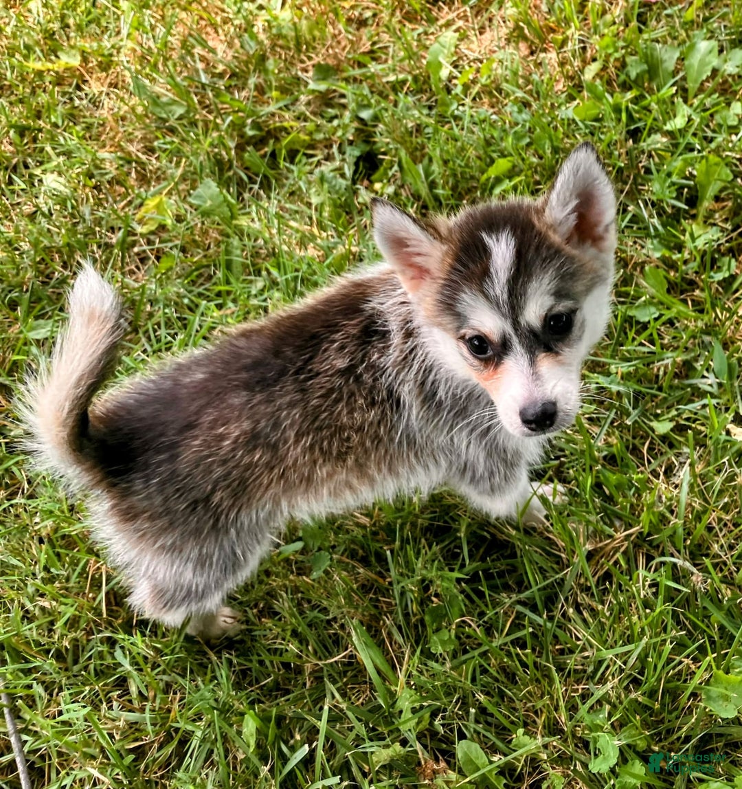 Pomsky dogs for sale: Tiny Girl - Image 3