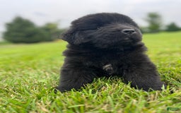 Newfoundland dogs for sale: Dahlia - Image 2
