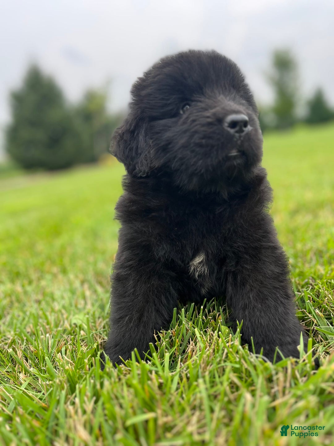Newfoundland dogs for sale: Dahlia - Image 2