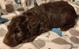 Miniature Schnauzer dogs for sale: Boy2 - Image 8