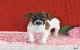 Jack Russell Terrier dogs for sale: Rosie - Image 2