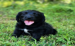 Labradoodle dogs for sale: Maddie - Image 4