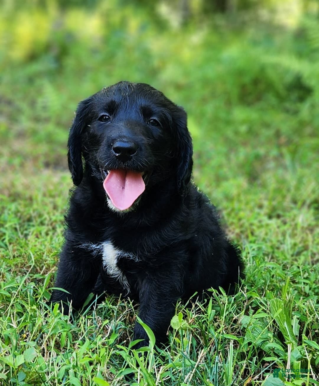 Labradoodle dogs for sale: Maddie - Image 4