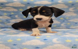 Miniature Dachshund dogs for sale: Cody - Image 2