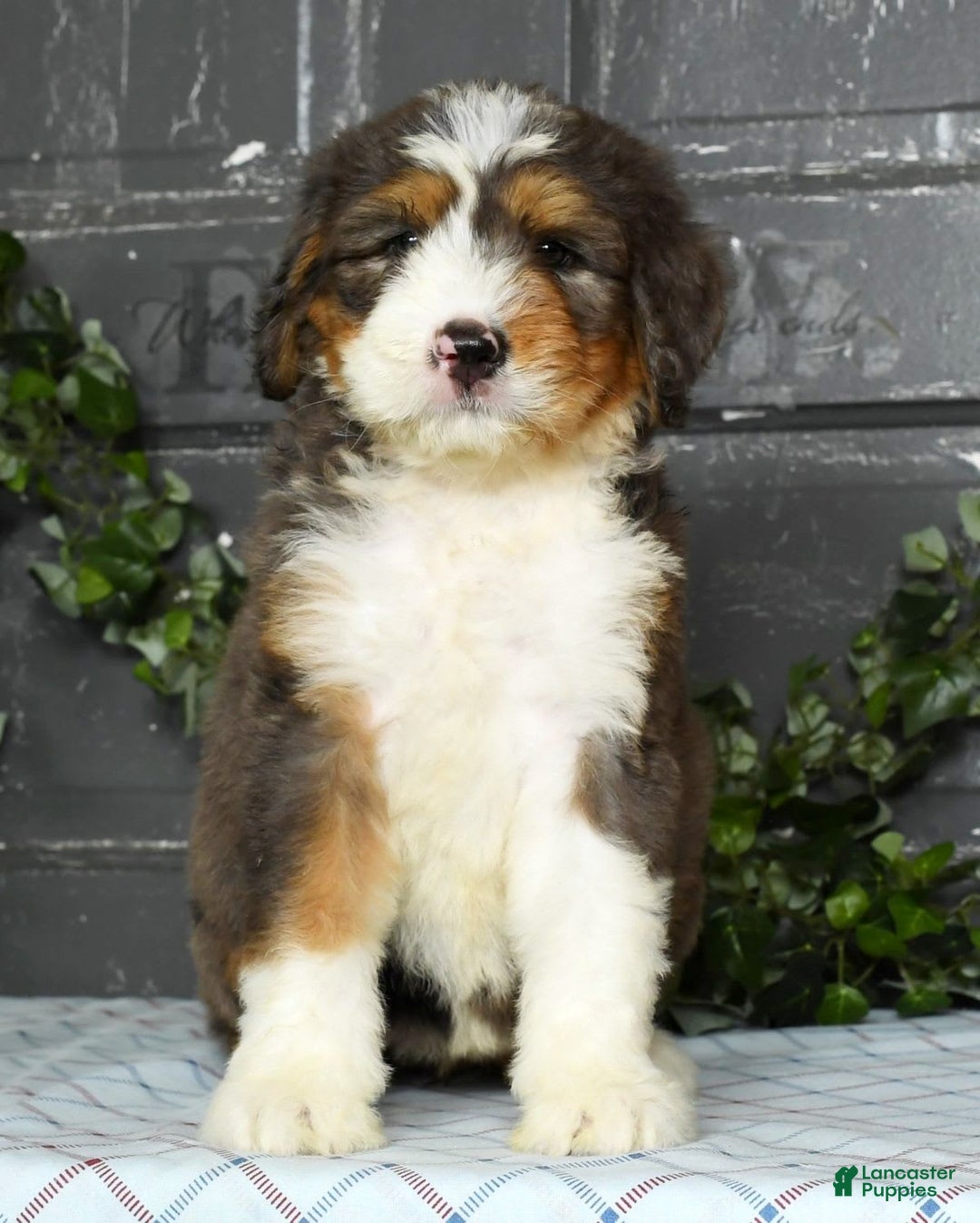 Bernedoodle dogs for sale: Diana - Image 1