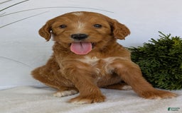 Goldendoodle dogs for sale: Daisy - Image 1