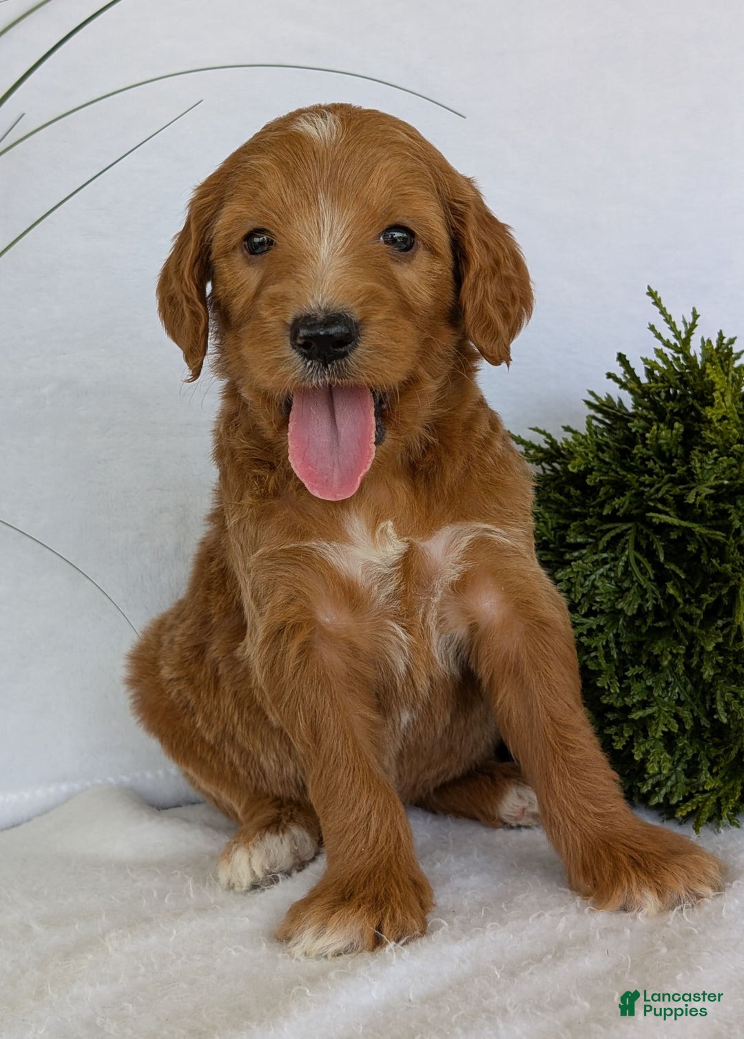 Goldendoodle dogs for sale: Daisy - Image 1