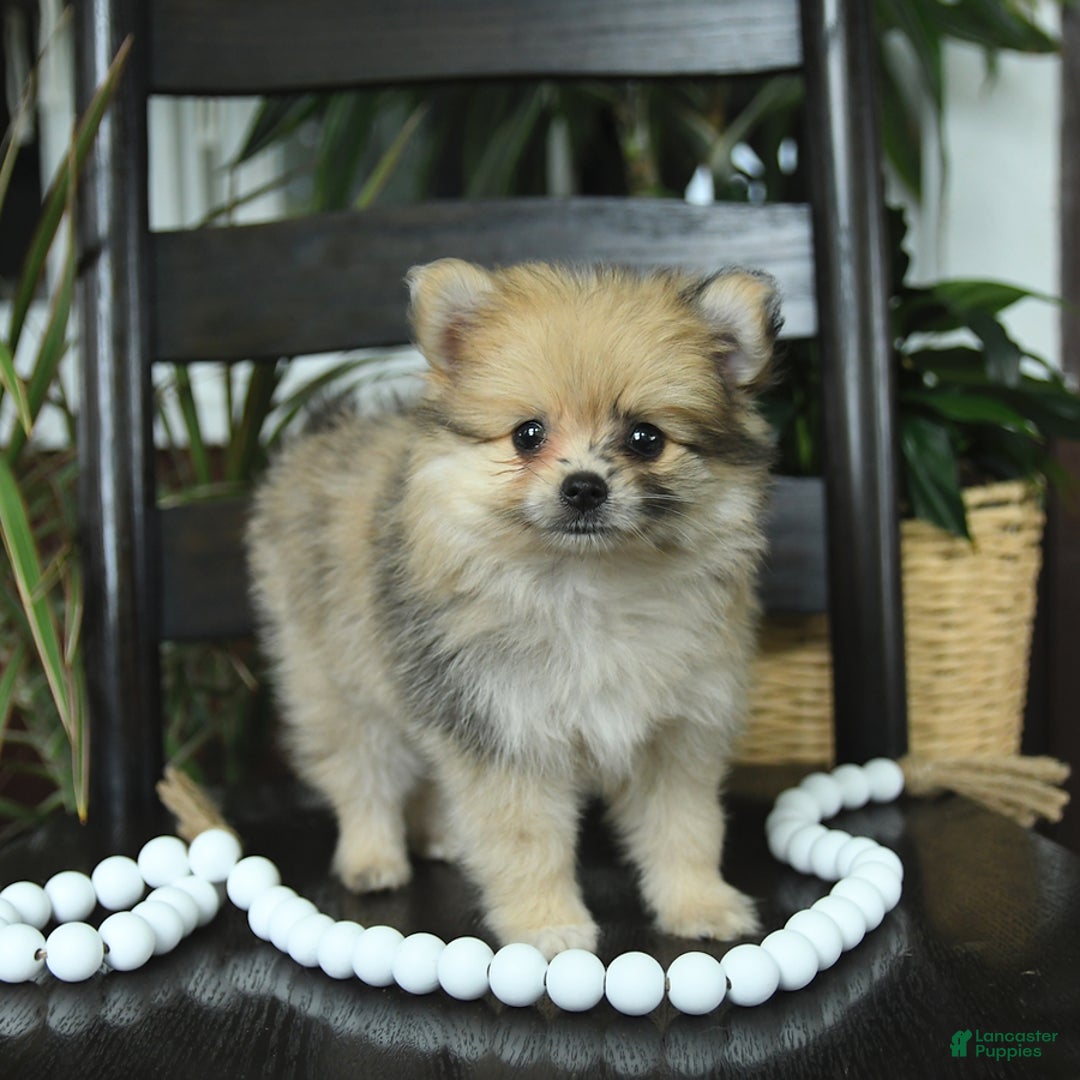 Pomeranian dogs for sale: Ivy - Image 3