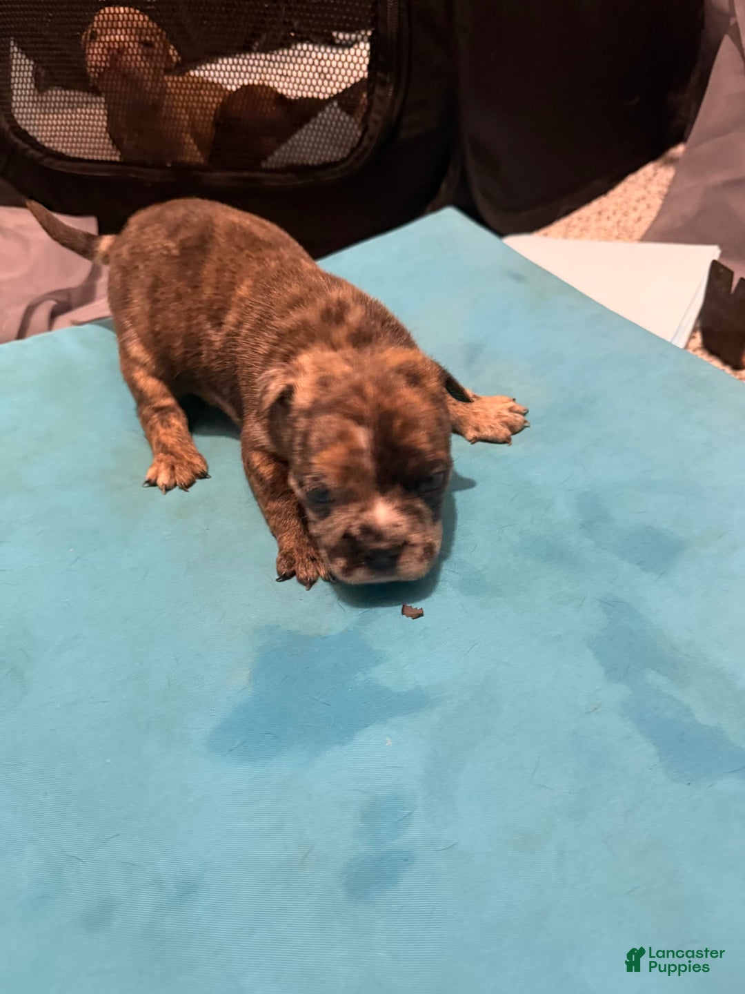 American Bully dogs for sale: Phil - Image 1
