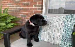 Labrador Retriever dogs for sale: Bella - Image 7
