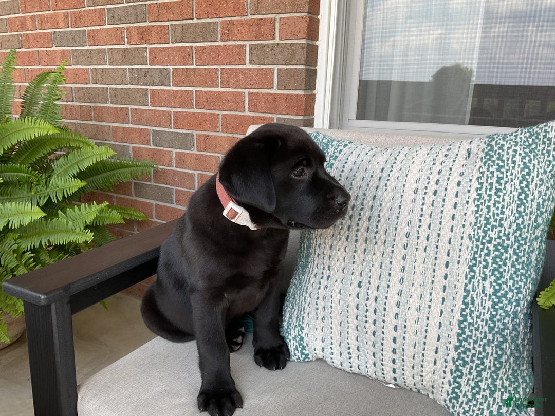 Labrador Retriever dogs for sale: Bella - Image 7