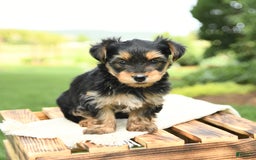 Yorkshire Terrier dogs for sale: Barkley - Image 6