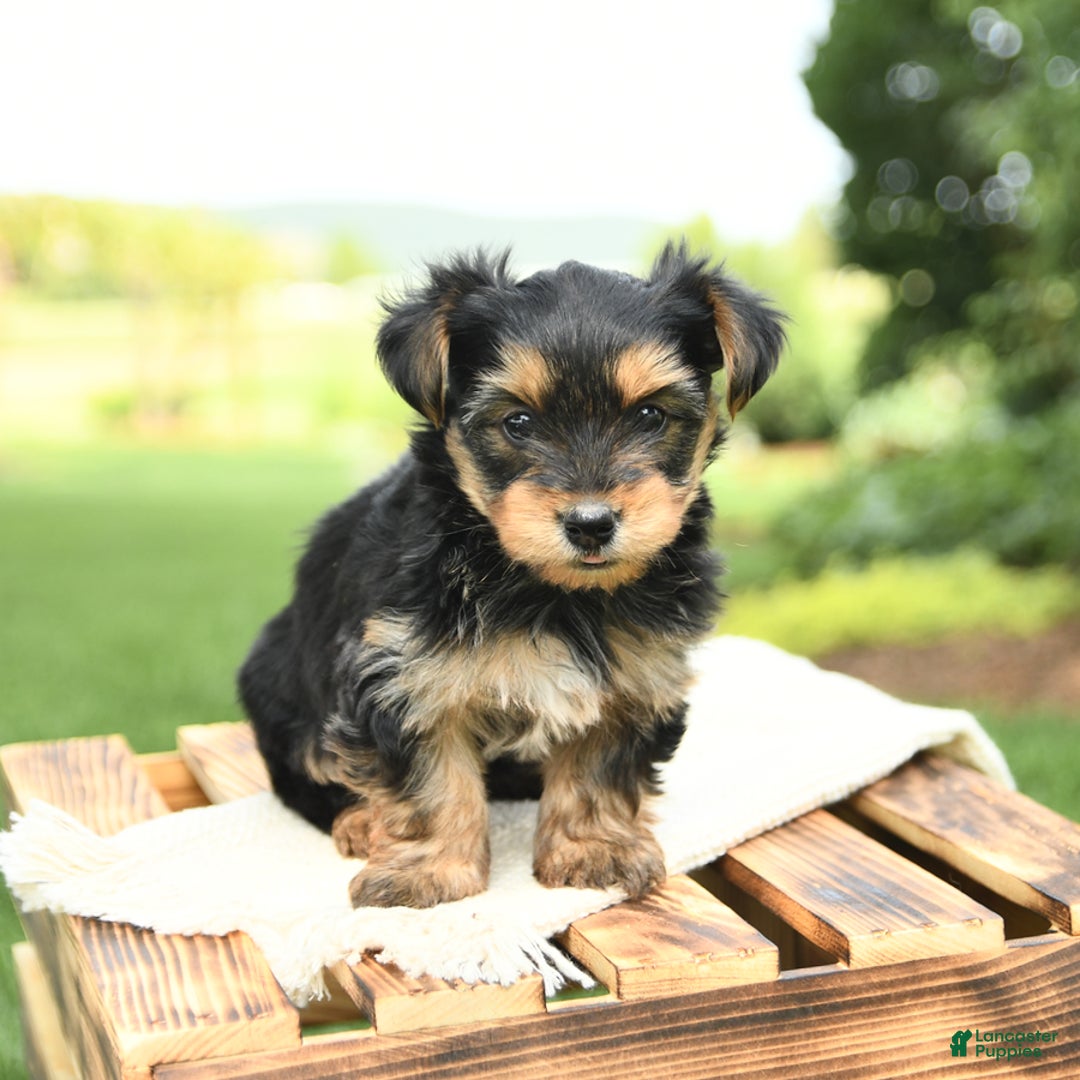 Yorkshire Terrier dogs for sale: Barkley - Image 6