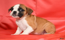 Beabull dogs for sale: Kit Kat - Image 1