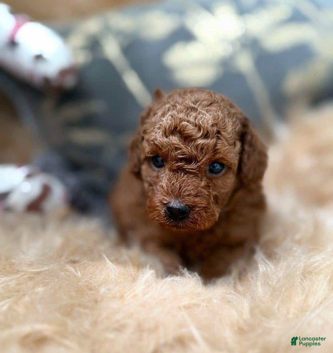 Toy Poodle dogs for sale: Elsy - Image 4