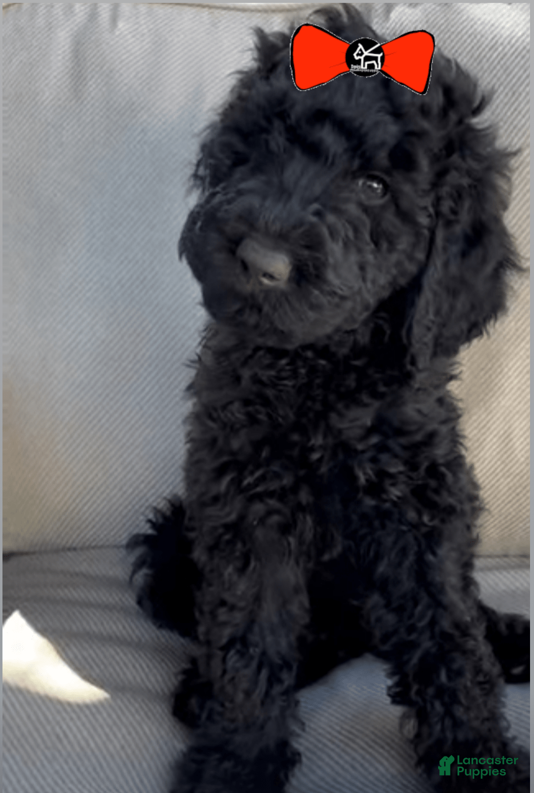 Goldendoodle dogs for sale: Livvie - Image 1