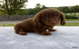 Miniature Dachshund dogs for sale: Spencer - Image 3