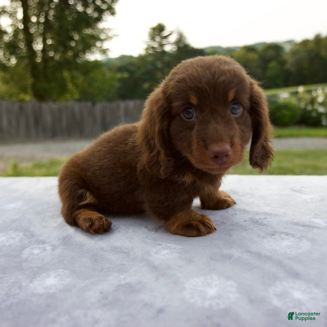 Miniature Dachshund dogs for sale: Spencer - Image 3