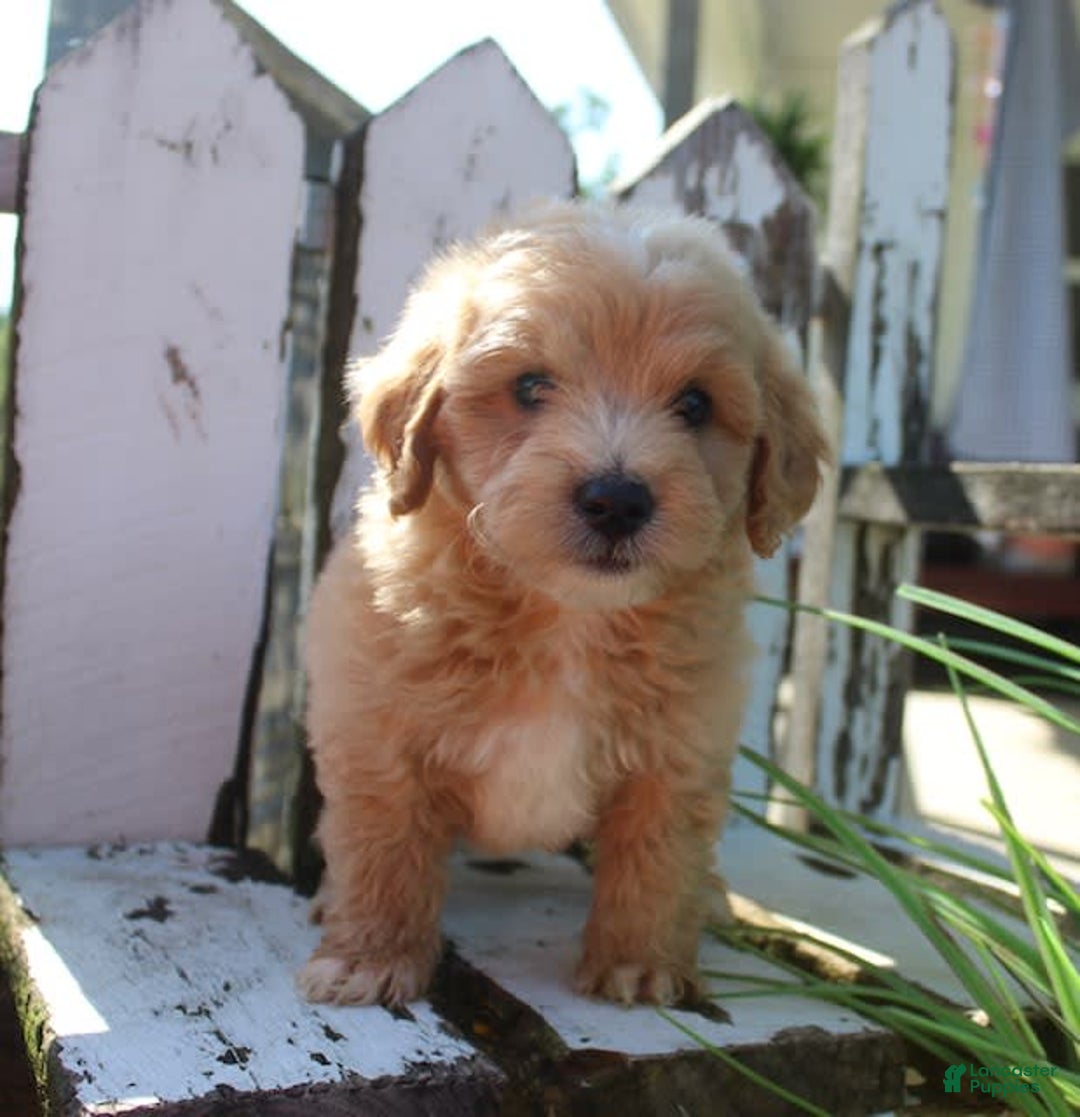 Mini Goldendoodle dogs for sale: Rick - Image 4