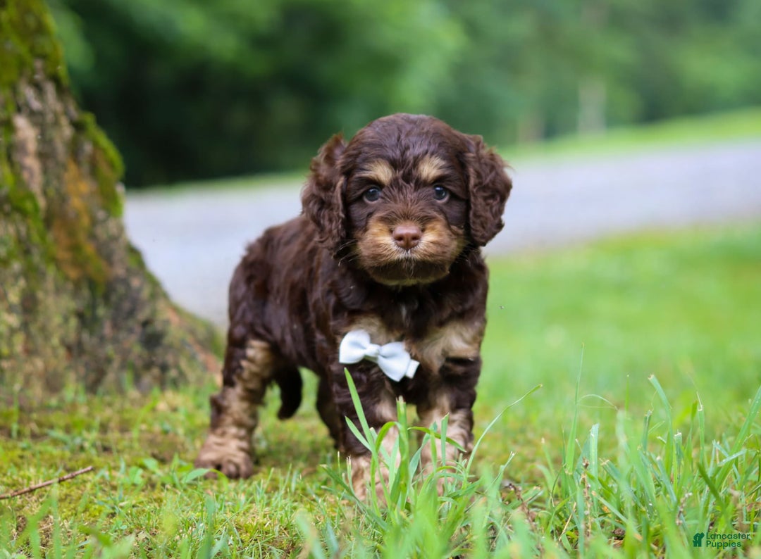 Cockapoo dogs for sale: Ace - Image 10