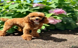 Cavapoo dogs for sale: Willow - Image 14