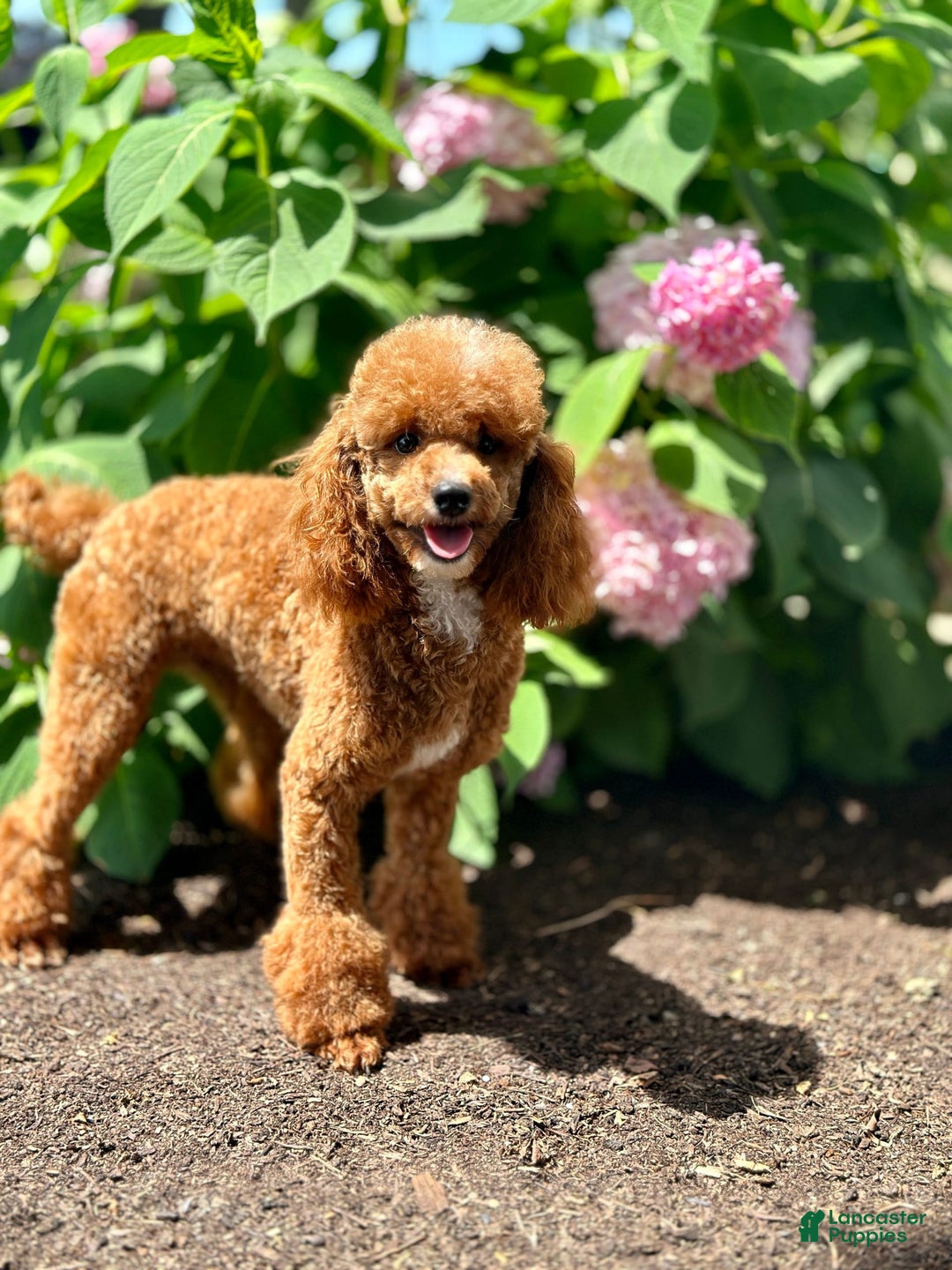 Cavapoo dogs for sale: Willow - Image 14