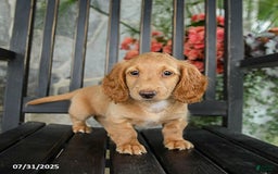Miniature Dachshund dogs for sale: Chocolate - Image 9